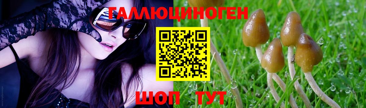 Галлюциногенные грибы Psilocybe Тайшет